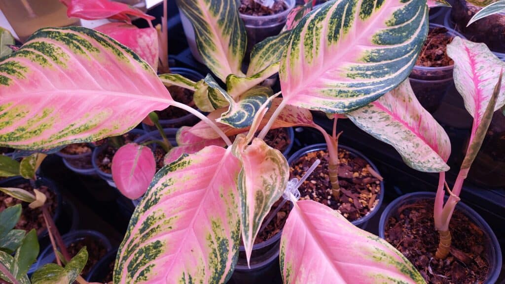 Humidity and Temperature for Healthy Aglaonema Growth