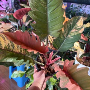Philodendron Select Pink Tricolor Caramel Marble 1