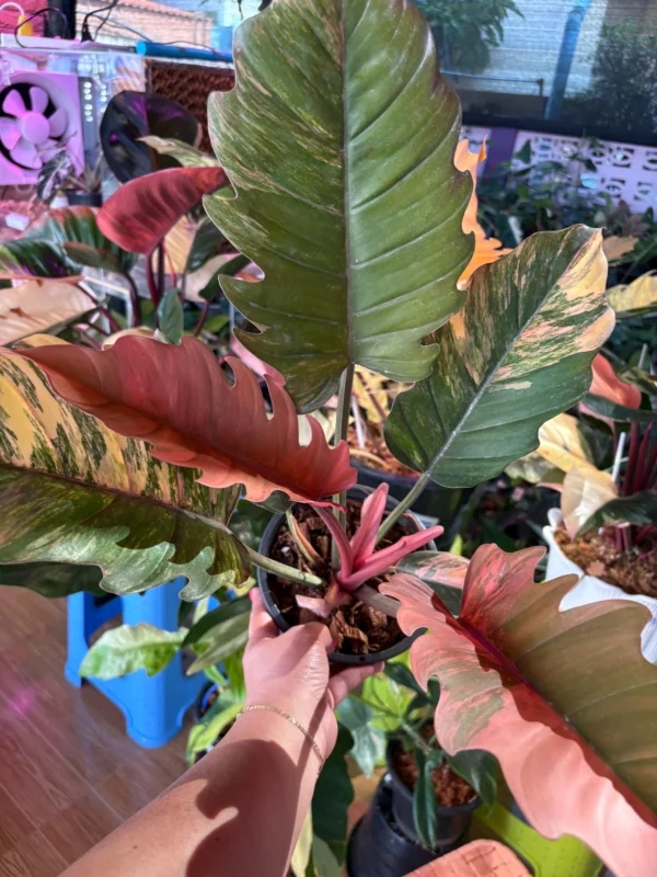 Philodendron Select Pink Tricolor Caramel Marble 1