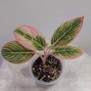 Aglaonema Minion